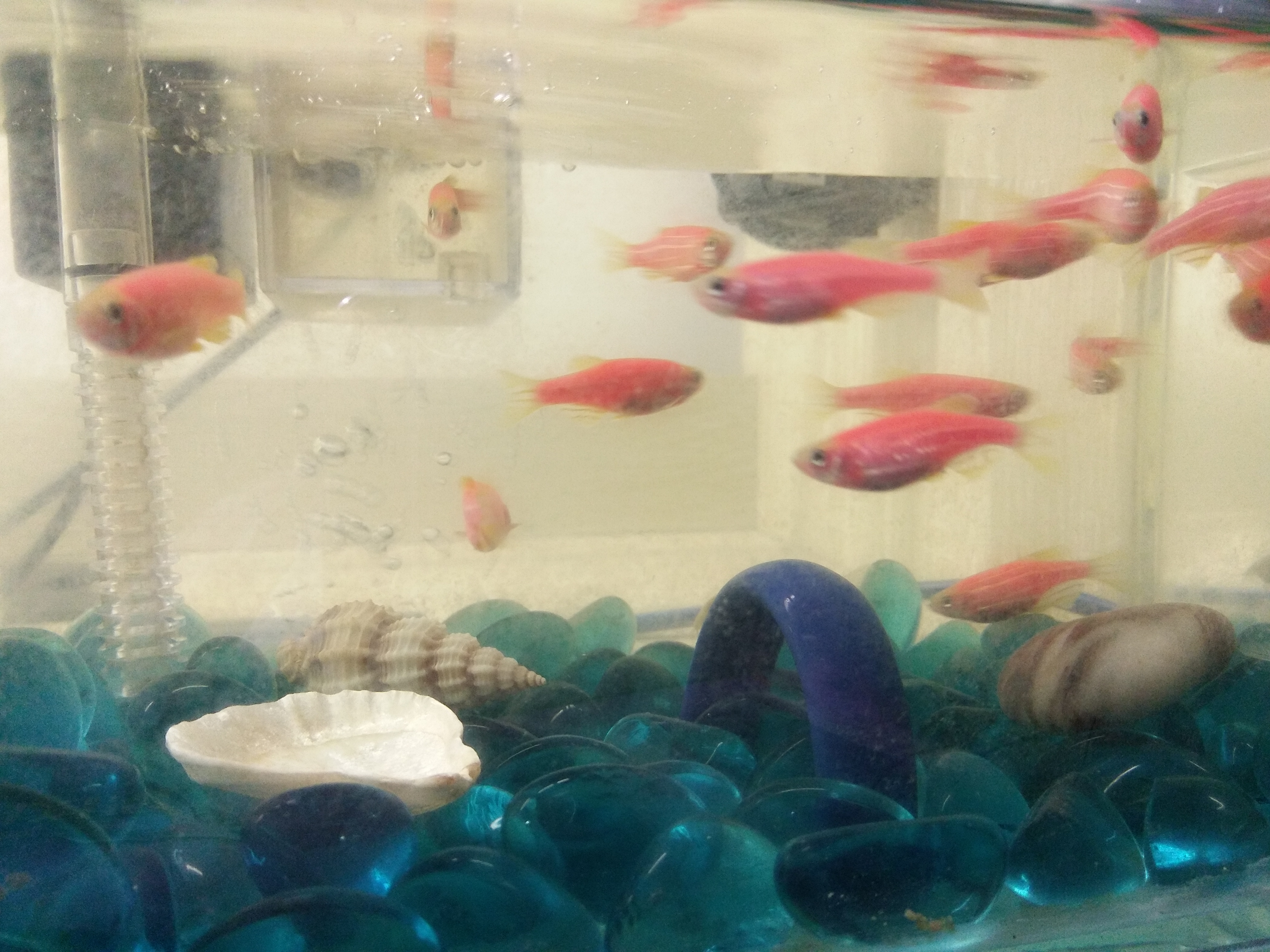 那些年我们一起养过的绿植,那些年我们一起养过的狗子