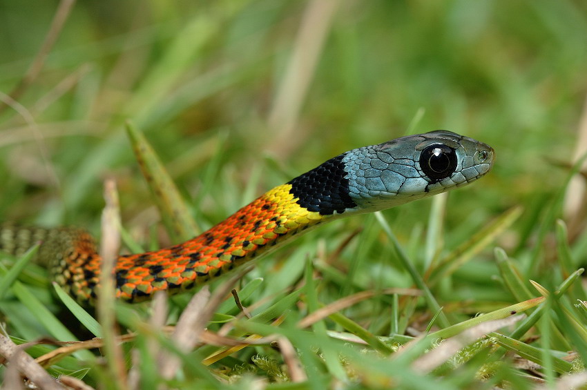 有毒蛇的地方长什么草,有毒蛇和无毒蛇咬的伤口区别