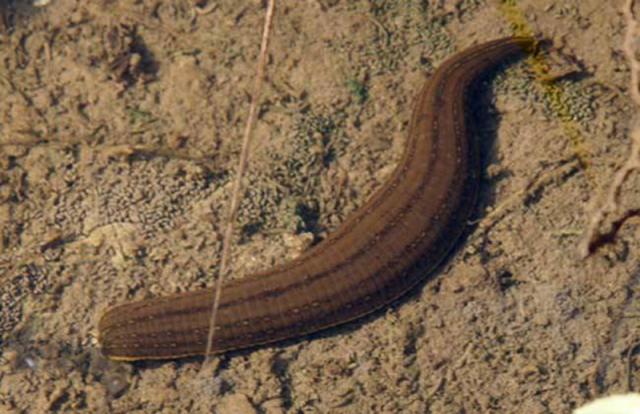 农村有什么常见的动物还能养,农村常见还能养的动物