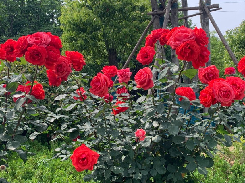 老公有了第三者该不该离婚,老公有第三者我该怎么处理