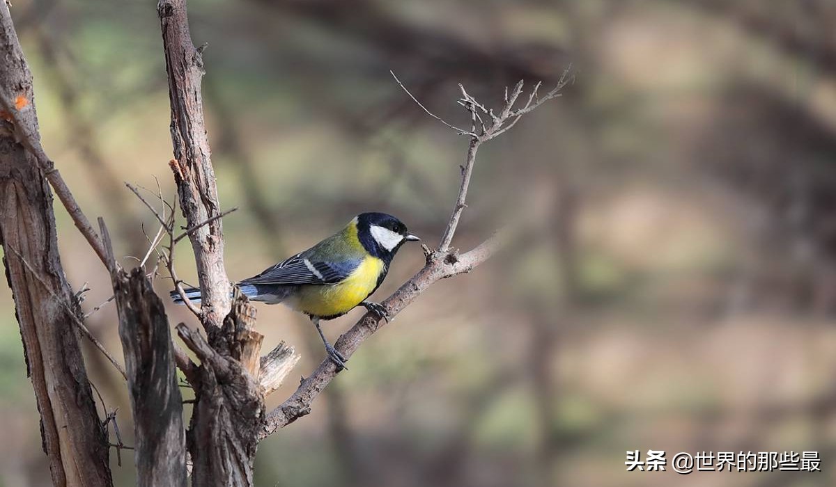 老虎害怕狮子吗,老虎害怕熊么