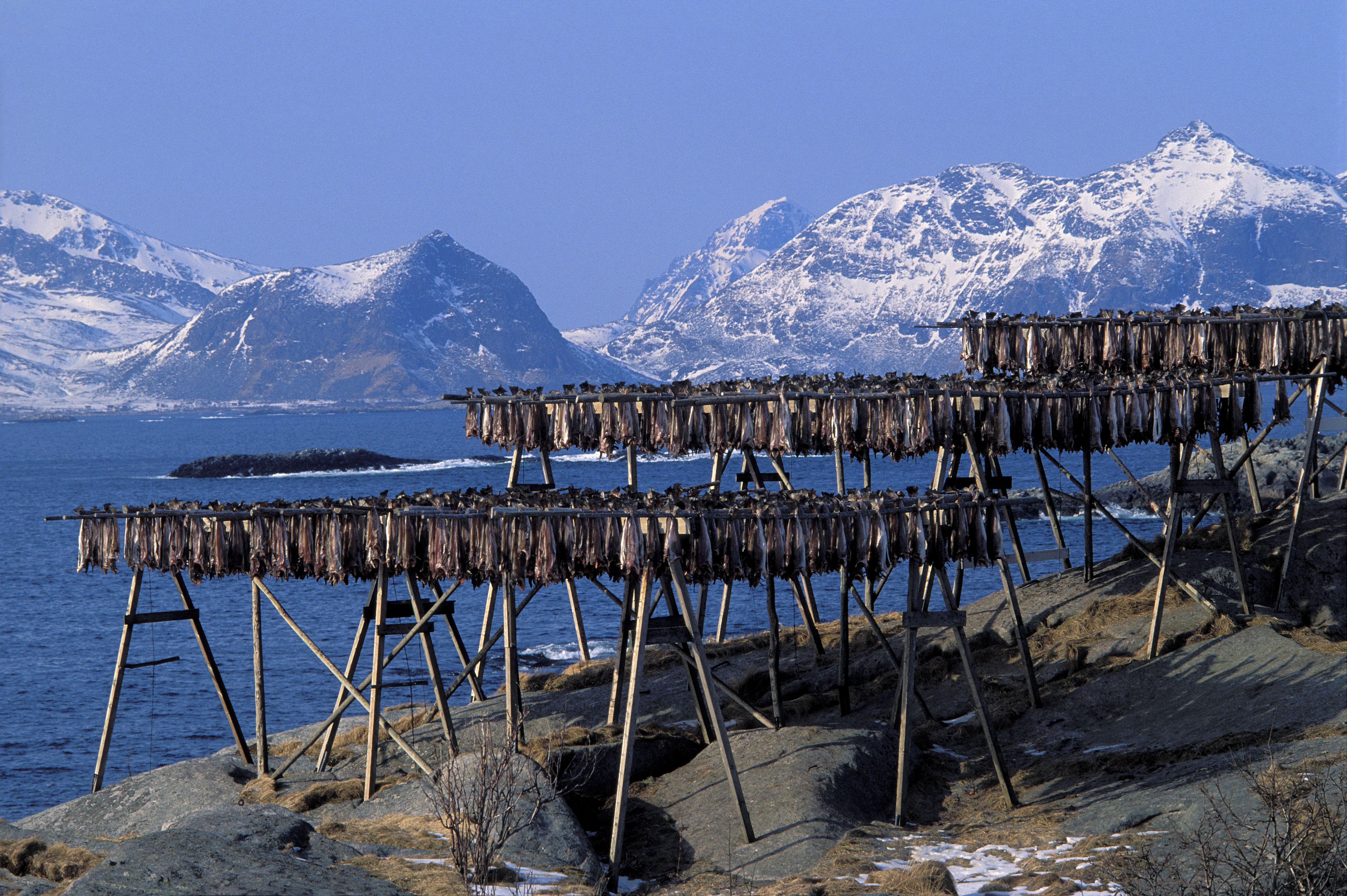 鳕鱼进化史,来看看鳕鱼的进化史吧