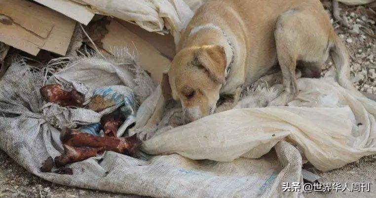 宠物生命当“惊喜”：鲜血淋漓的活体盲盒，成了当代年轻人的新宠