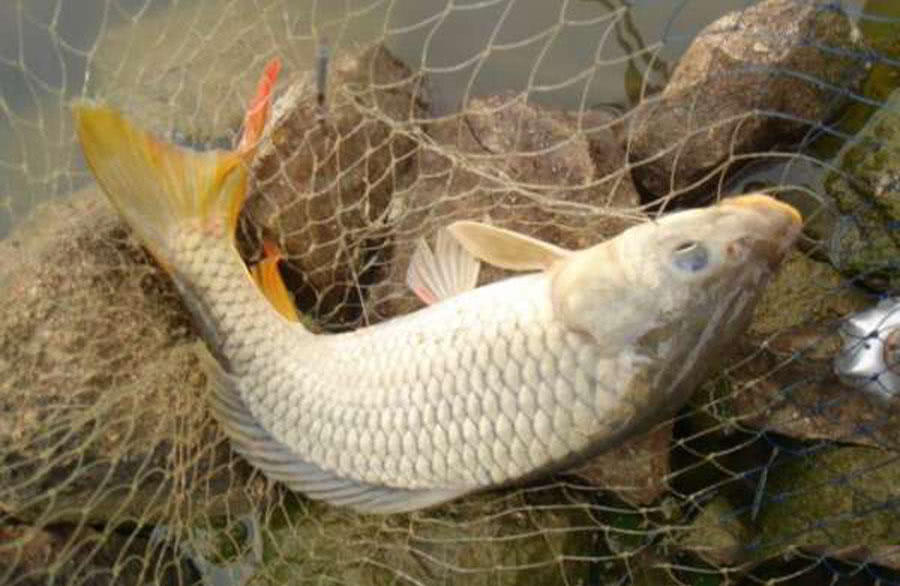 钓鱼人的困惑,这种健鲤和平常鲤鱼不一样吗?