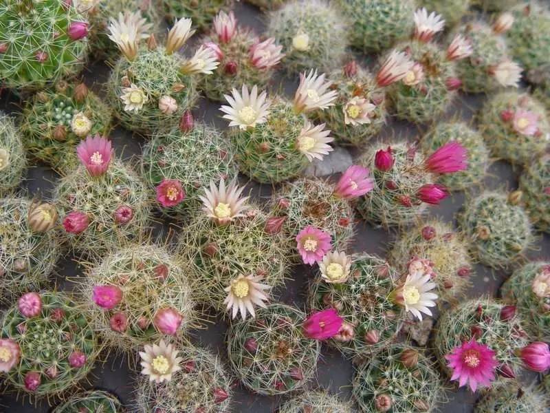 绿萝都养不活还能养什么花,好养活的懒人花绿萝