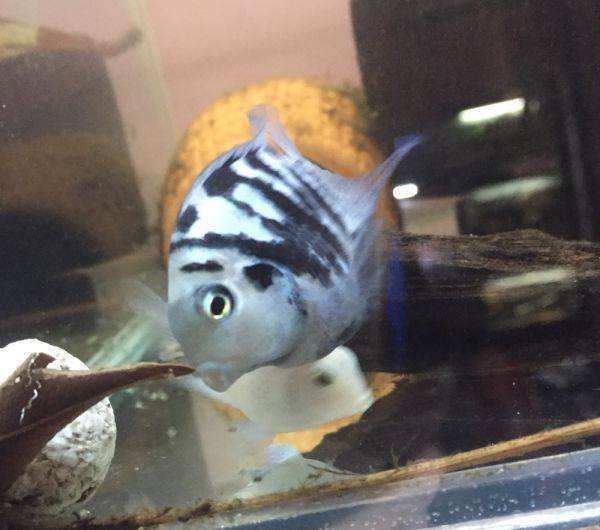 迷你鹦鹉鱼吃草龟,迷你鹦鹉幼鱼成长记