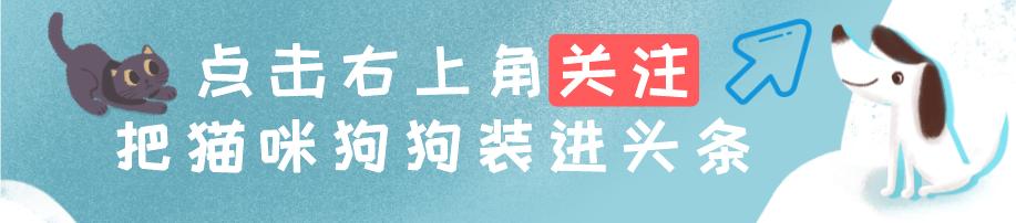狗狗吃手上零食时如何防止误咬,狗狗噎着了怎么办