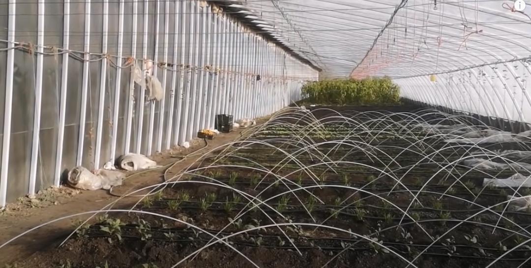 董菜菜抖音,董菜菜最新视频