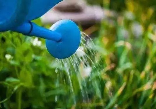 如何改善浇花水的软硬,浇花的水质比较碱性怎么改善