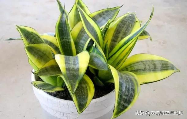 吸收甲醛净化空气的最好植物,吸甲醛空气净化器绿植