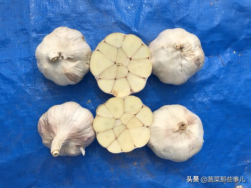 大蒜头种的蒜苗,蒜黄蒜薹蒜苗怎么形成的