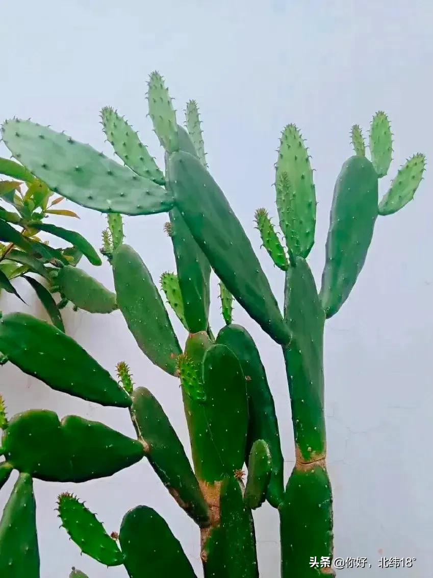 吃仙人掌十大禁忌,吃仙人掌有什么好处