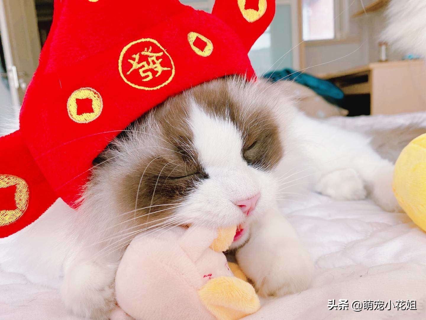 猫咪新年需要准备什么,猫咪的铲屎官注意什么