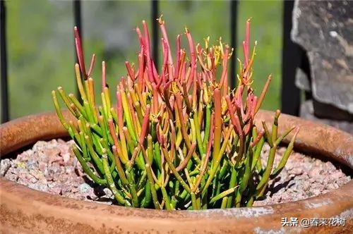 光棍树养殖方法,招财光棍树怎么样扦插