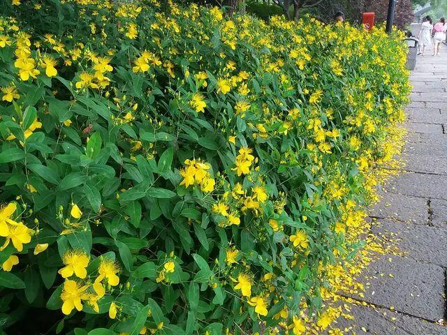 冬天茉莉能移盆吗,适合冬天养的花四季茉莉