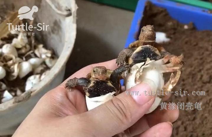 2019年黄缘龟市场分析,黄缘龟市场走势图