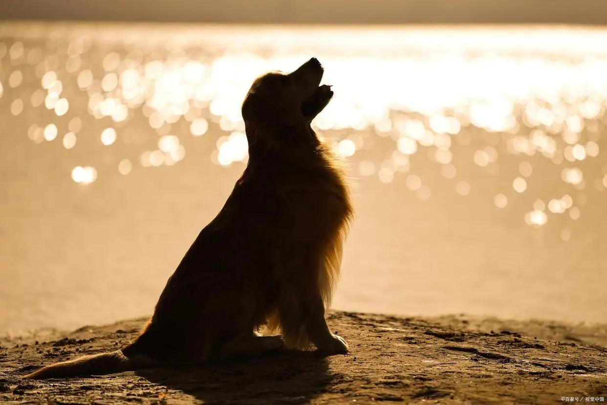 金毛呕吐不吃东西没精神怎么回事,金毛幼犬拉肚子呕吐该喂什么东西