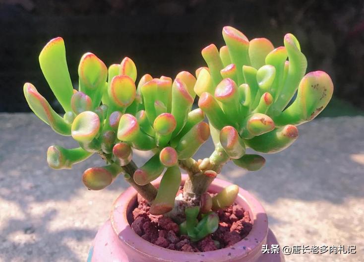 筒叶花月怎么繁育最好,铲叶花月多肉和吸财树多肉区别