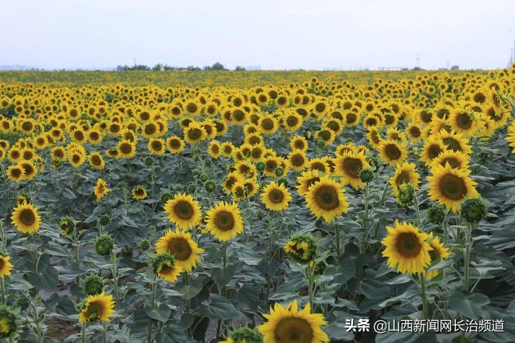 鎴戜滑韬竟鐨勬柊闂绘湁鍝簺,鎴戜滑韬竟鐨勪簩闈掍細灞辫タ