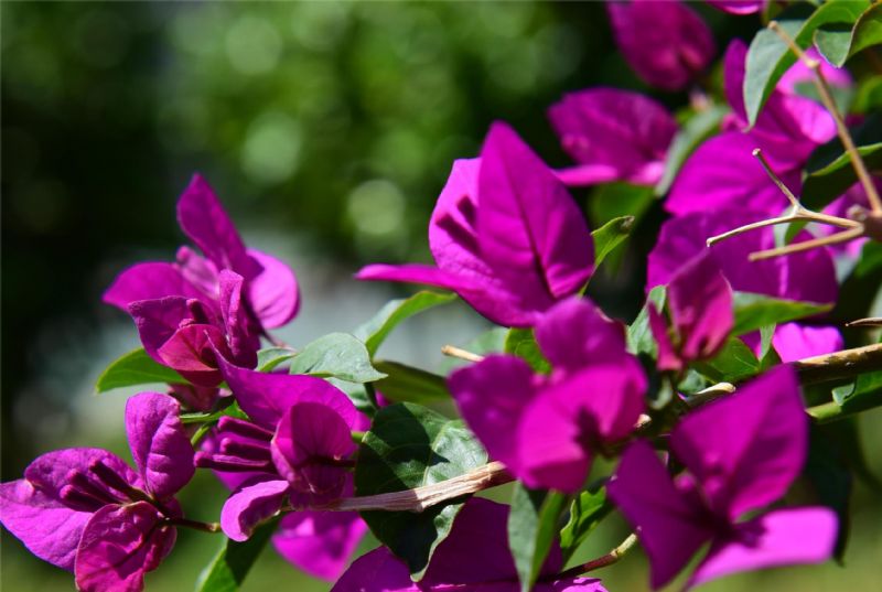 施工合同履行的原则是什么,施工合同履行中的不利物质条件