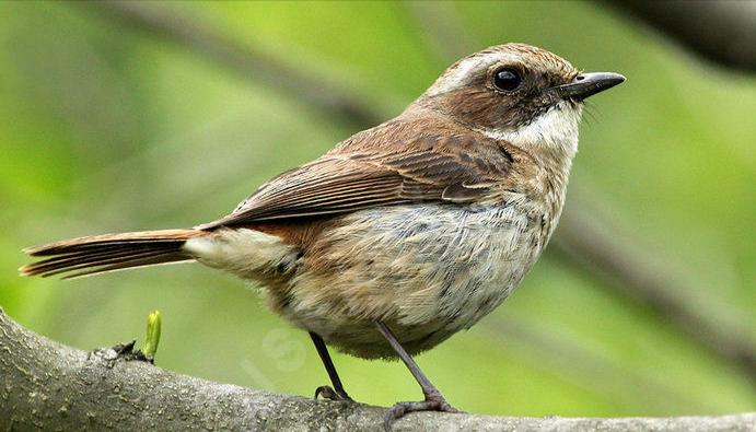 广东常见鸟类图谱和名称图文,东江揽胜鸟类
