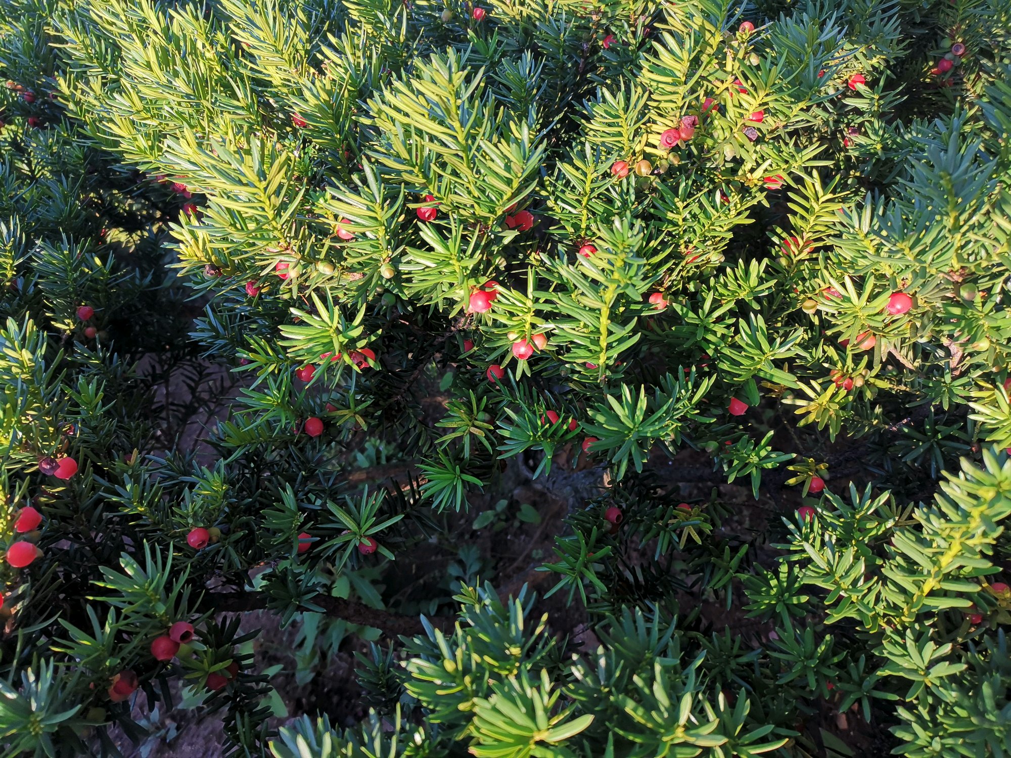 红豆杉黄叶掉叶是怎么回事,红豆杉有黄叶是什么原因