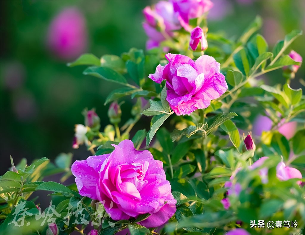 五月玫瑰花期,五月玫瑰盛开时