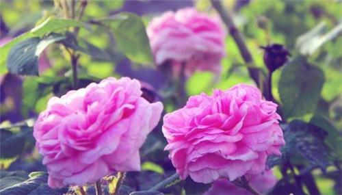 我们分手吧用文言文怎么说,分手很伤心用文言文怎么说