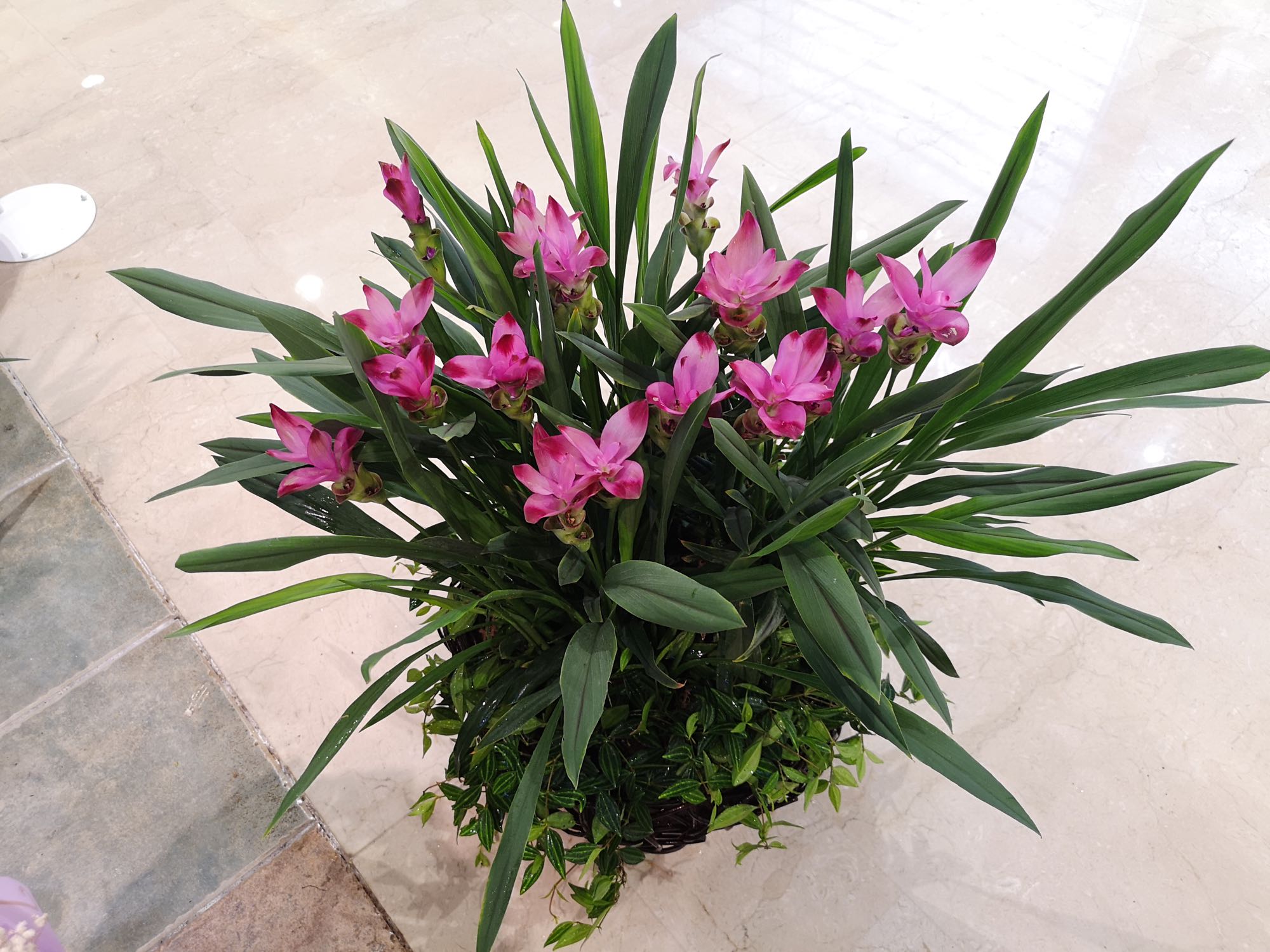 姜荷花叶子枯萎了怎么办,姜荷花换盆以后叶子变黄