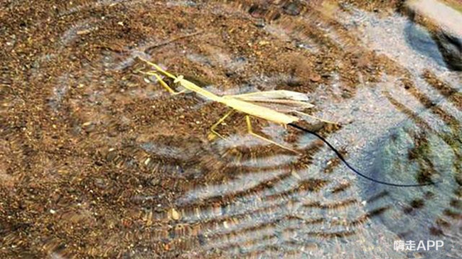螳螂肚子里有什么虫子,从螳螂身体里爬出来的虫子