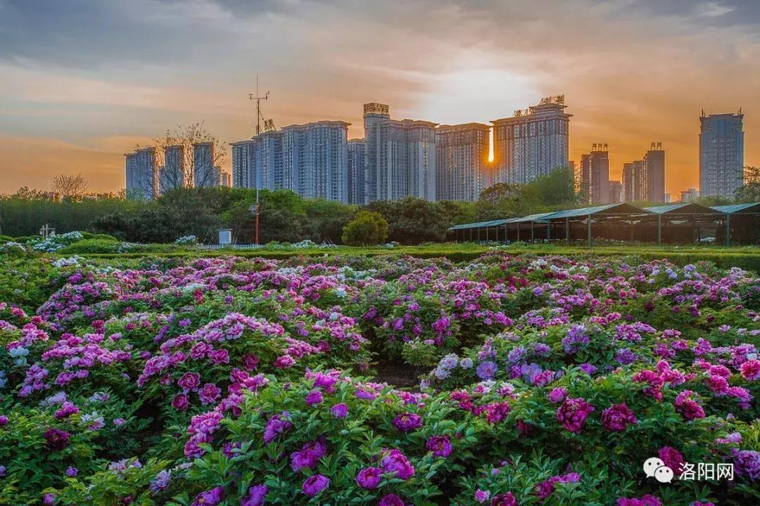 洛阳牡丹花会邀请,洛阳邀请全世界人民看牡丹