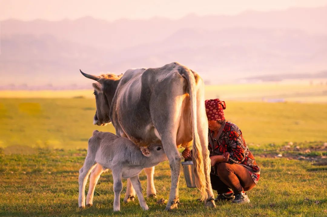 星巴克燕麦拿铁是用什么咖啡,麦当劳燕麦拿铁和浓香拿铁