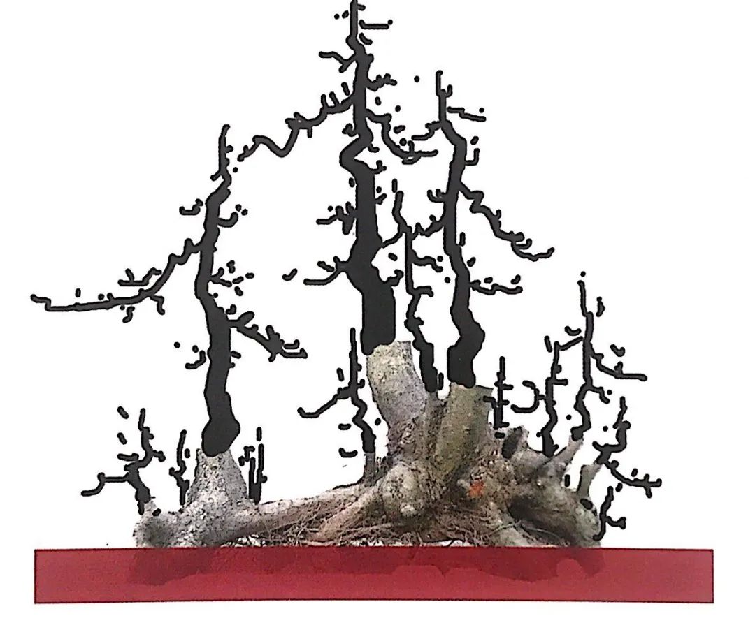 小榆树盆景设计100种形态,榆树盆景用的榆树是什么品种