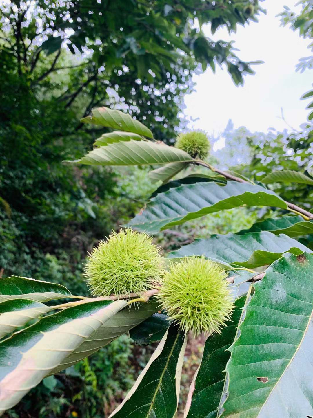 户外领队介绍路线,户外领队采访