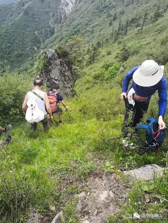 探秘汉中,汉中一村子窜入野生羚牛