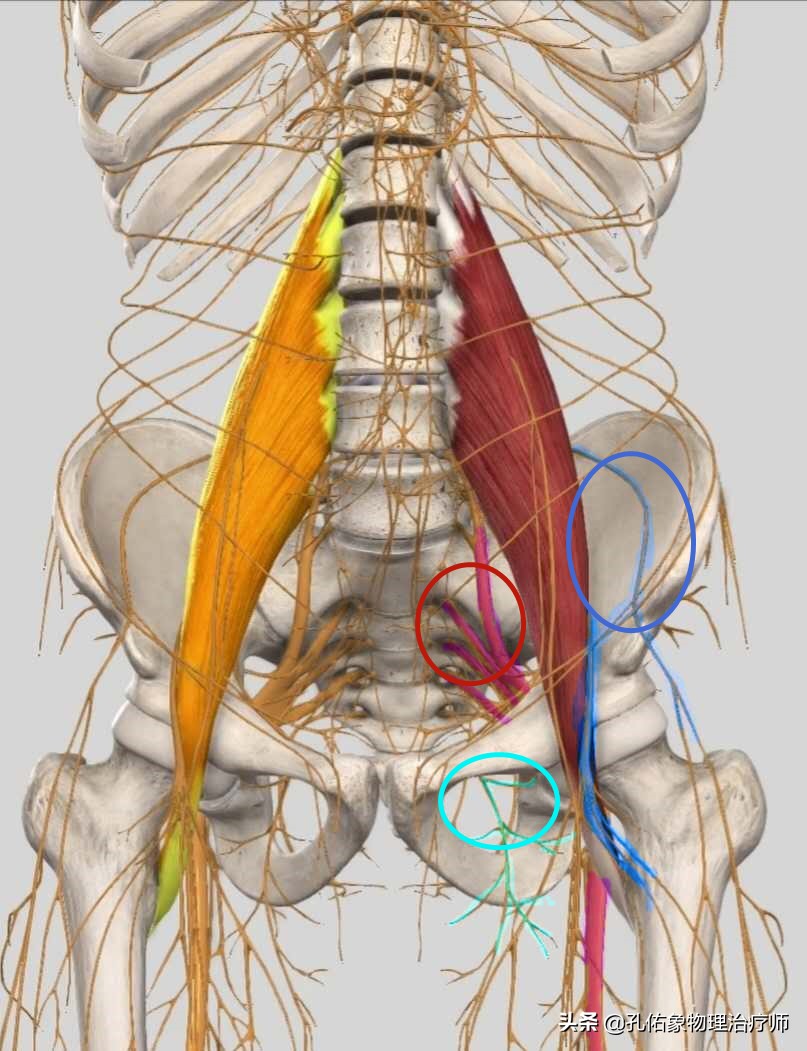 女性为什么大腿根会痛,中年女性大腿内侧疼痛是怎么回事