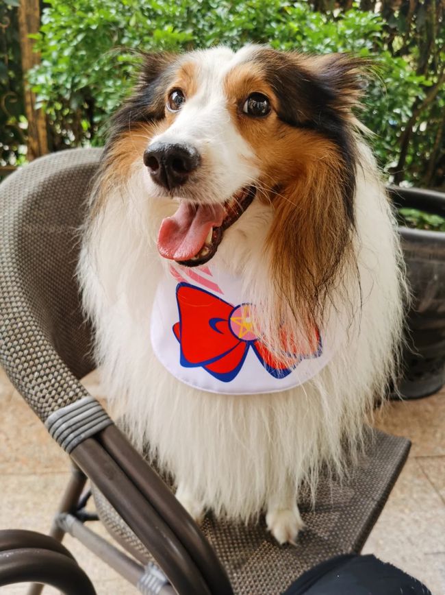 喜乐蒂体味重吗,喜乐蒂犬体味重不重