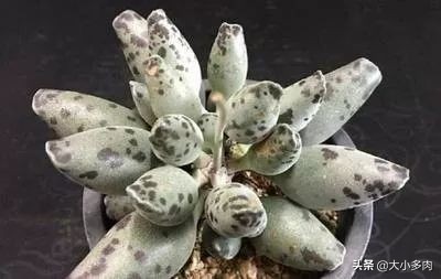 多肉品种水泡,粉色萌宠多肉