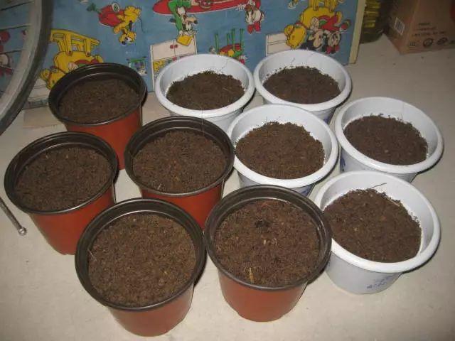 君子兰花盆里长黑色长毛,盆栽君子兰底下长小芽怎么回事