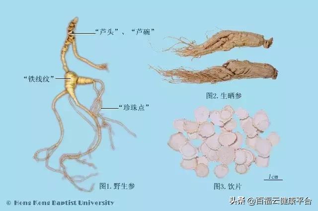 每周一药人参的功效,每天认识一味药人参
