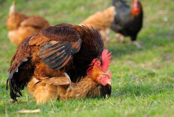 公鸡是怎么繁衍下一代的,公鸡是如何繁衍后代的