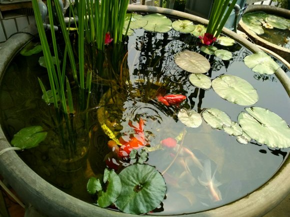 金鱼一般养几条对风水好,金鱼怎么养才正确