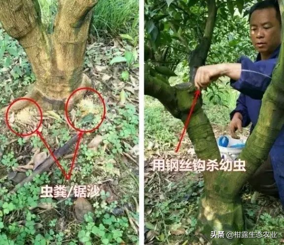 柑橘种植技术及病虫防治,种柑主要病虫害