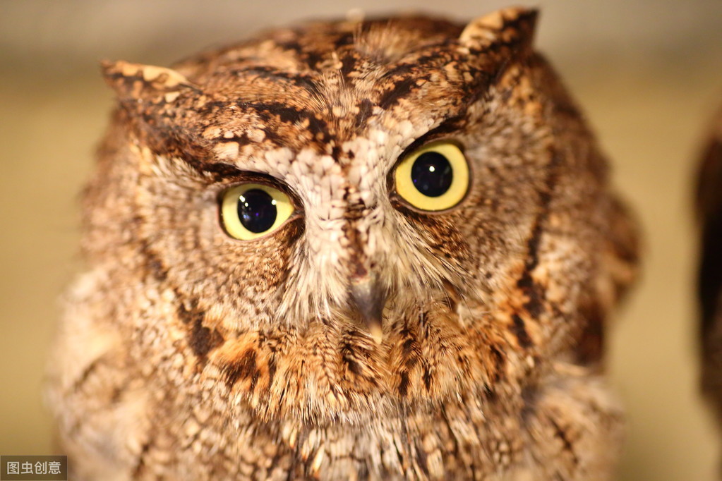 东方雀鹰介绍,猫头鹰自古以来都是不祥之鸟