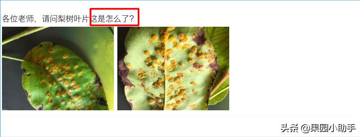 梨树开花时可以打防梨锈病的药吗,为什么梨树喷药了梨锈病更严重