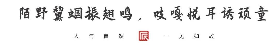 草树青翠虫鸣起，一枕清凉入梦来