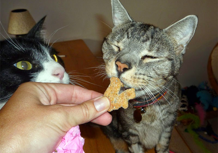 家里猫不愿意吃鱼,主人在家猫不吃不喝不上厕所