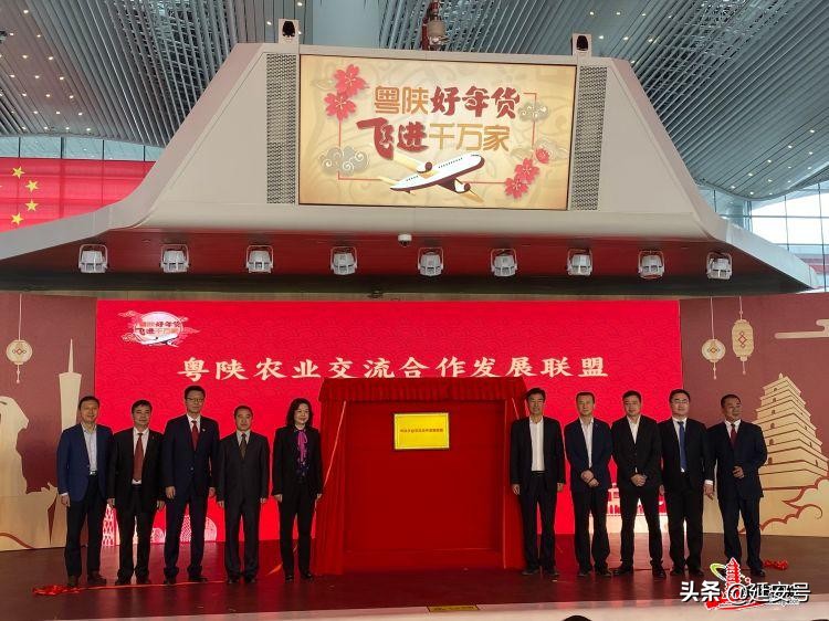 粤陕合作放大招！宝塔“延安苹果”走俏年货节！