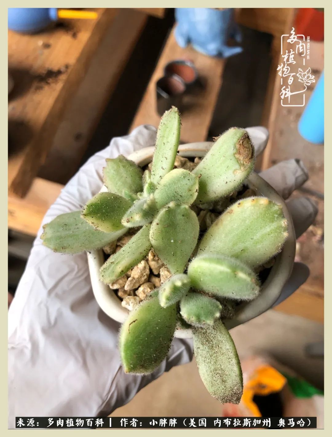 多肉小白入坑攻略,多肉中的鄙视链