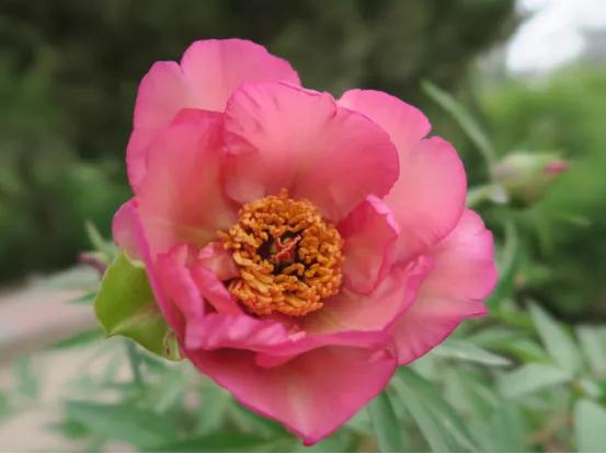 靓妆白里透红,雍容华贵牡丹大红靓装